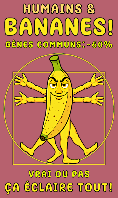 LA BANANE DE VITRUVE