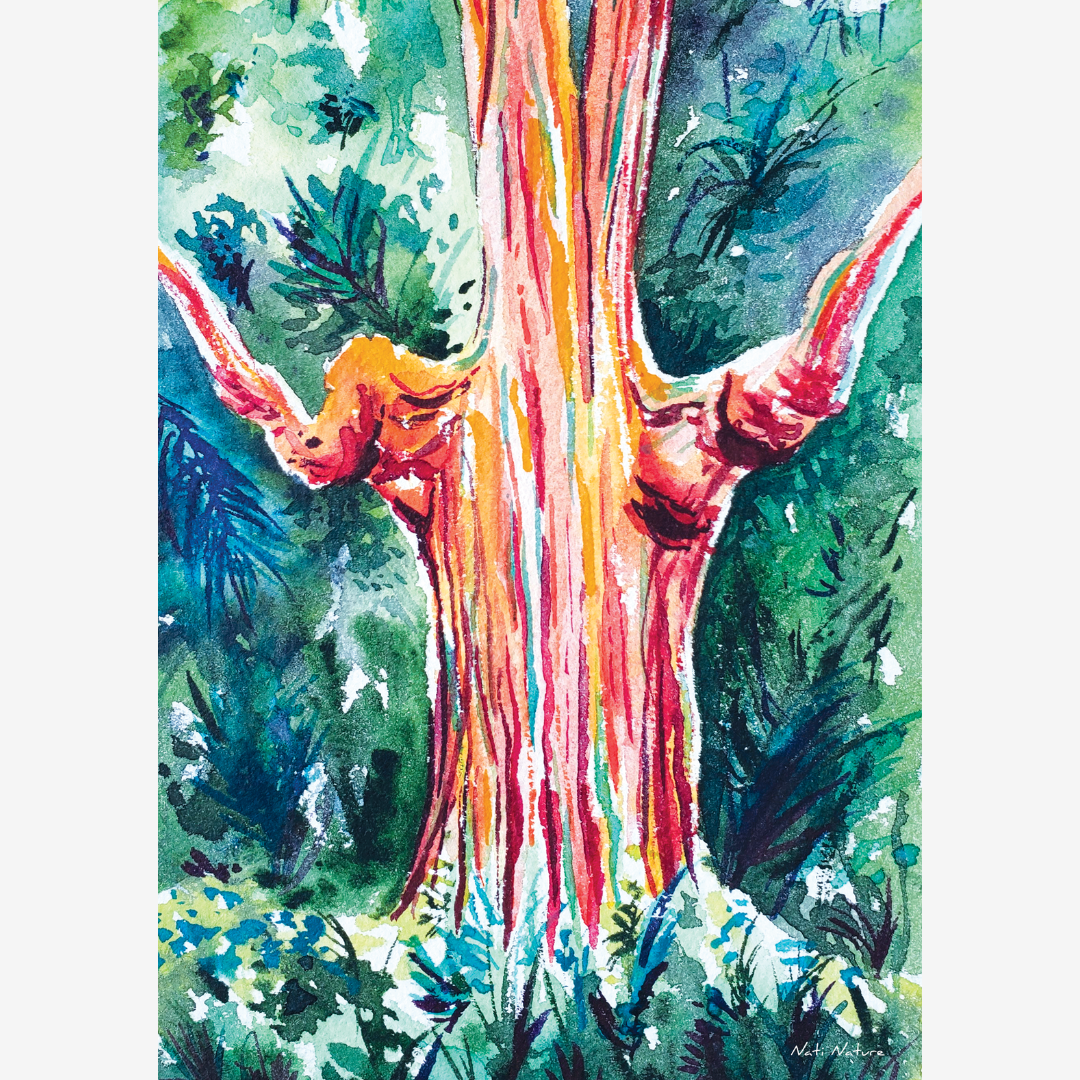 Image back Affiche Eucalyptus arc-en-ciel (A4 ou A3) - Fabrication française - Qualité premium