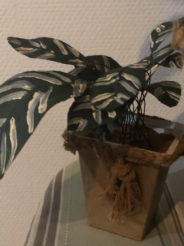 Image front Plante AGT – Art et Grâce de la Terre – Calathéa de la Nature d’Efélia