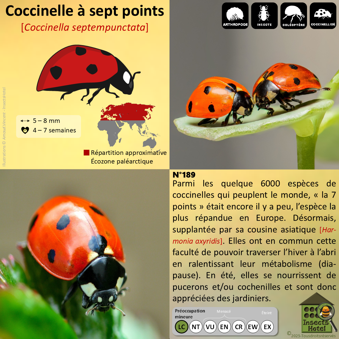 Image back Totebag épais - "Fruits et coccinelle"