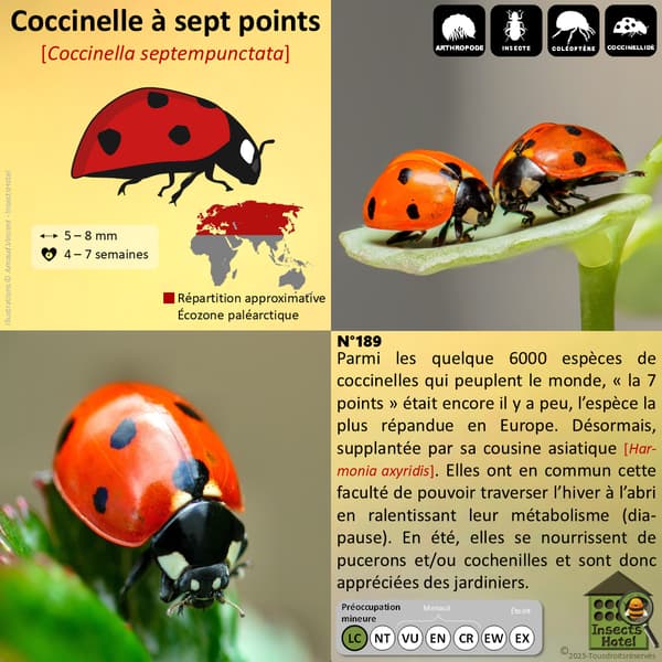 Image back Totebag épais - "Fruits et coccinelle"