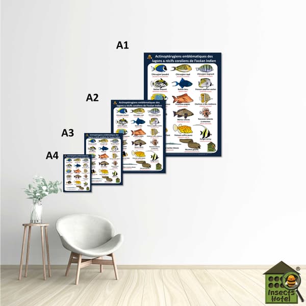 Image back Poster - Actinoptérygiens - OCEAN INDIEN - lagons & récifs coraliens