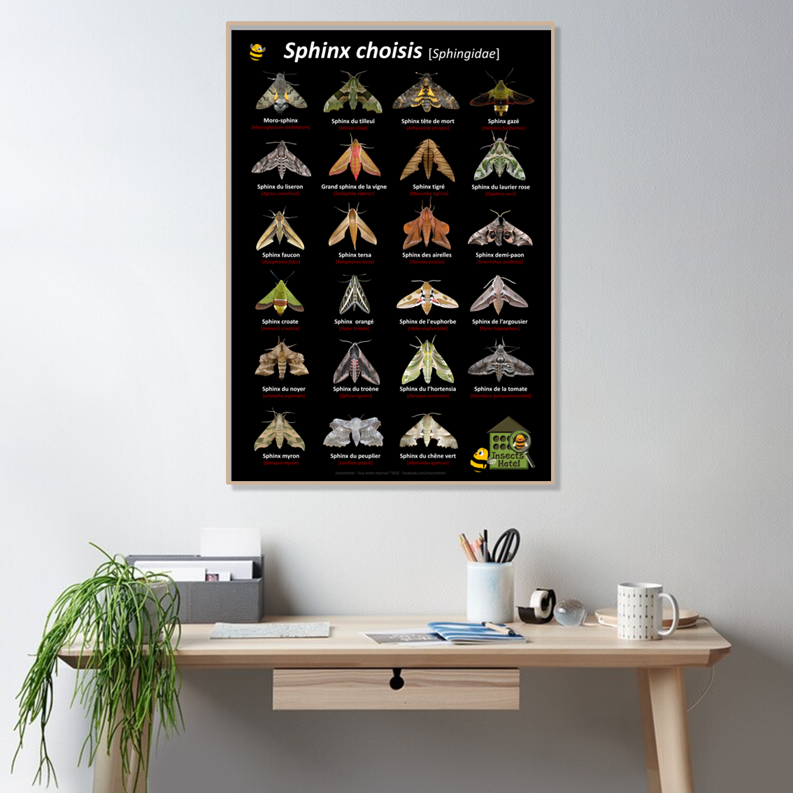 product_image_504525