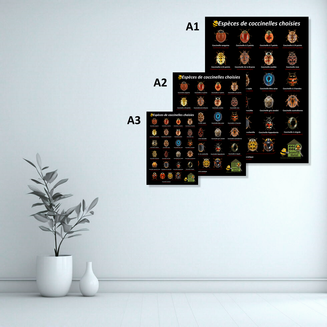 Image back Poster - Coccinelles sélection - Planche Naturaliste