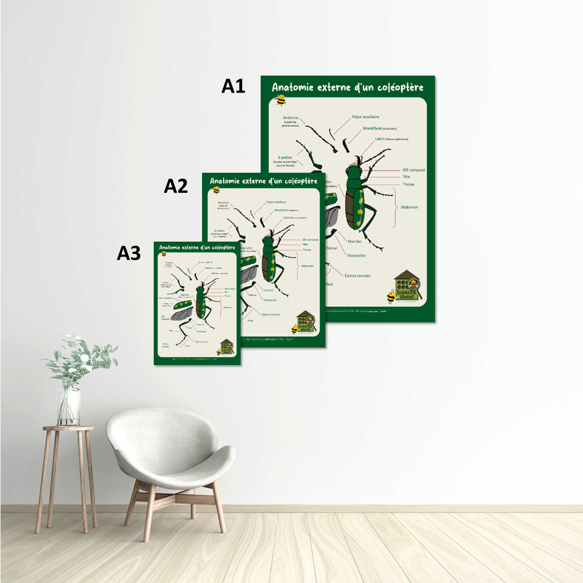 Image back Poster - Anatomie externe d'un coléoptère