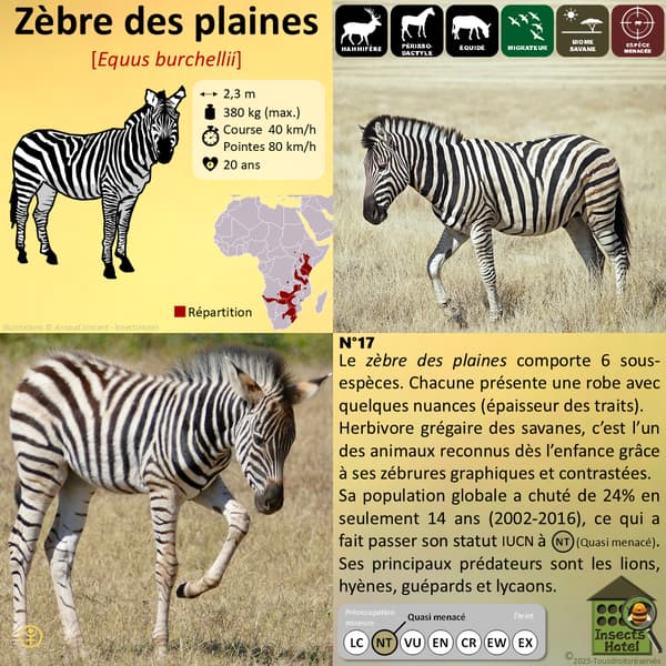 Image back Shopping bag - "Terre happy"