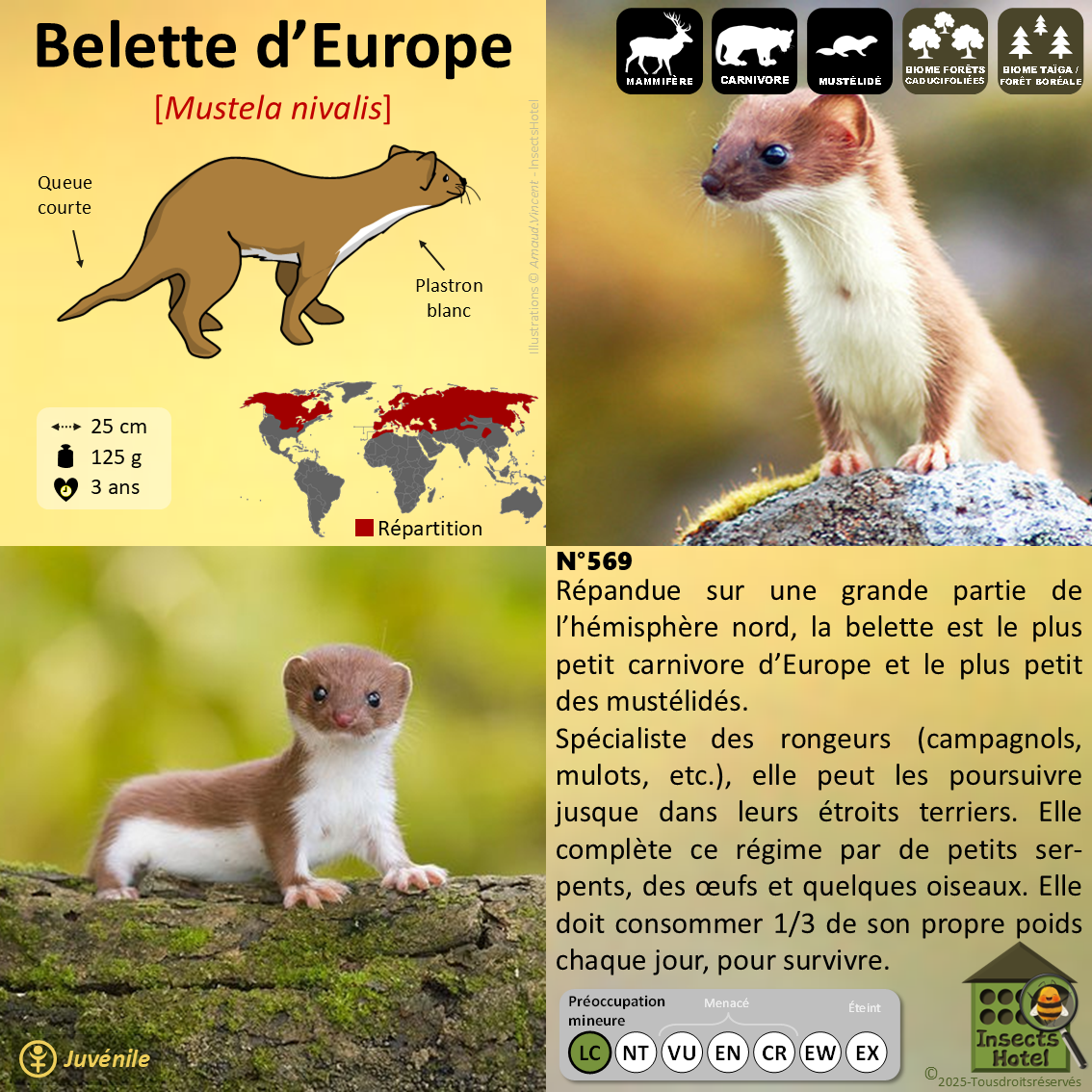 product_image_181300