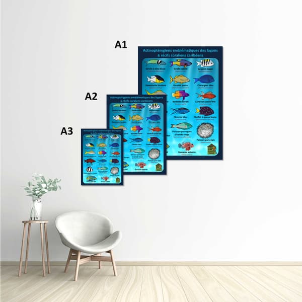 Image back Poster - Actinoptérygiens - CARAÏBES - lagons & récifs coraliens