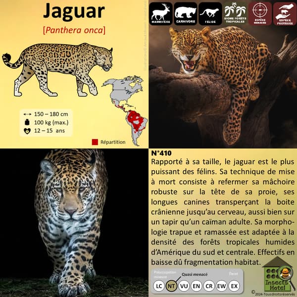 Image back Housse de coussin 100% coton (40 X 40 cm) - "Félins"