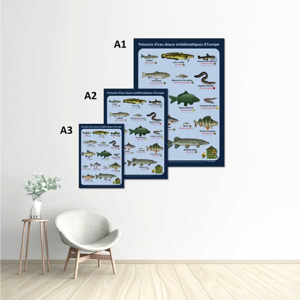 Image back Poster - Poissons d’eau douce emblématiques d’Europe