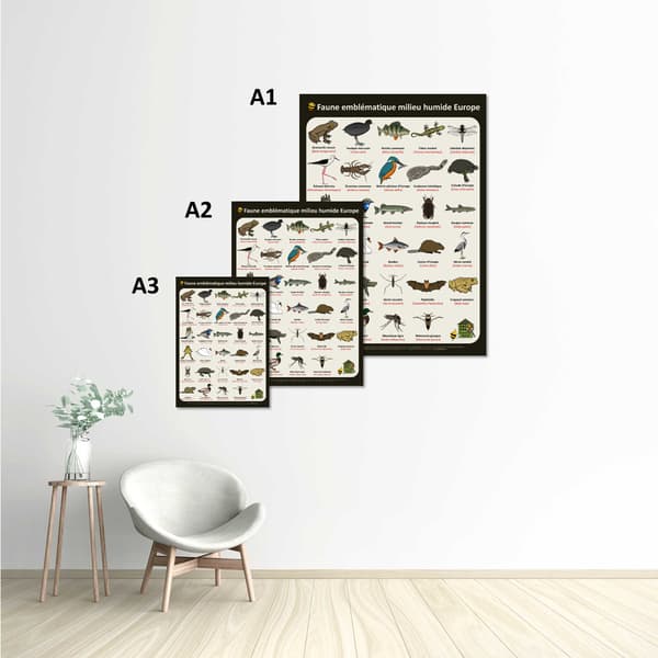 Image back Poster - Faune emblématique des milieux humides en Europe