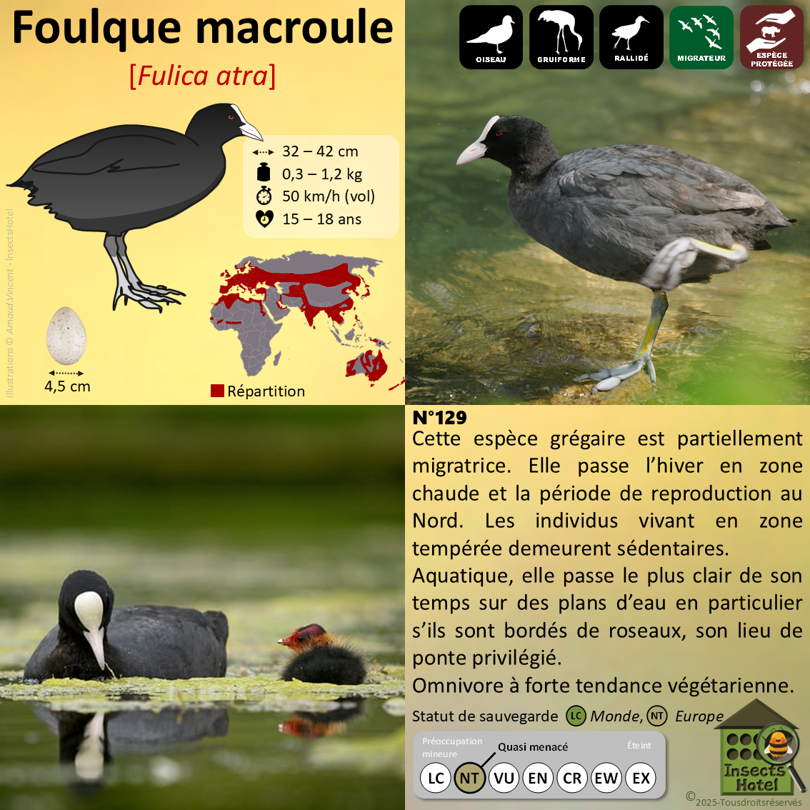 product_image_745529