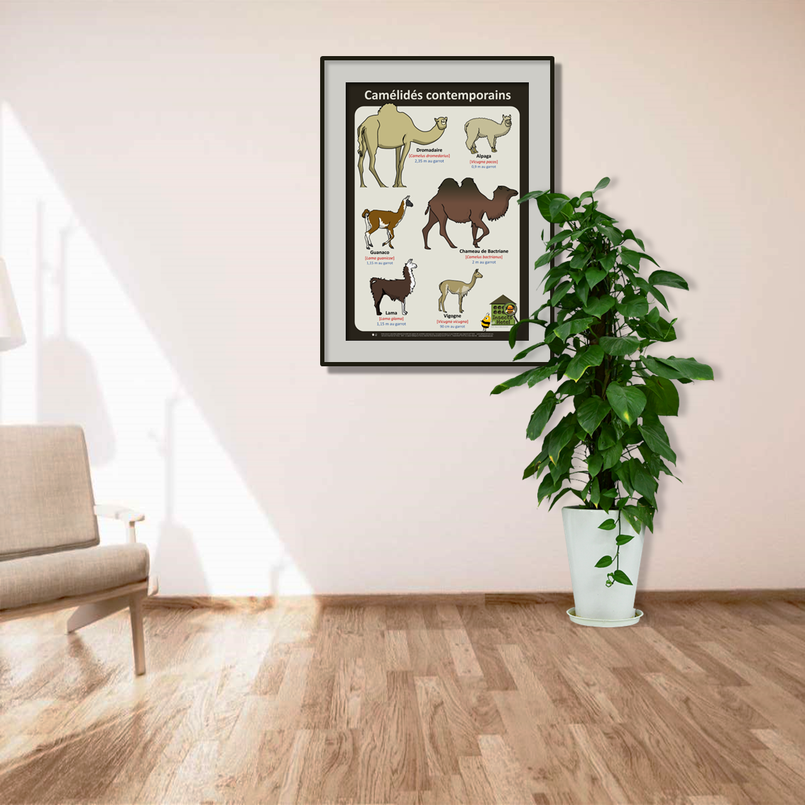 product_image_906913