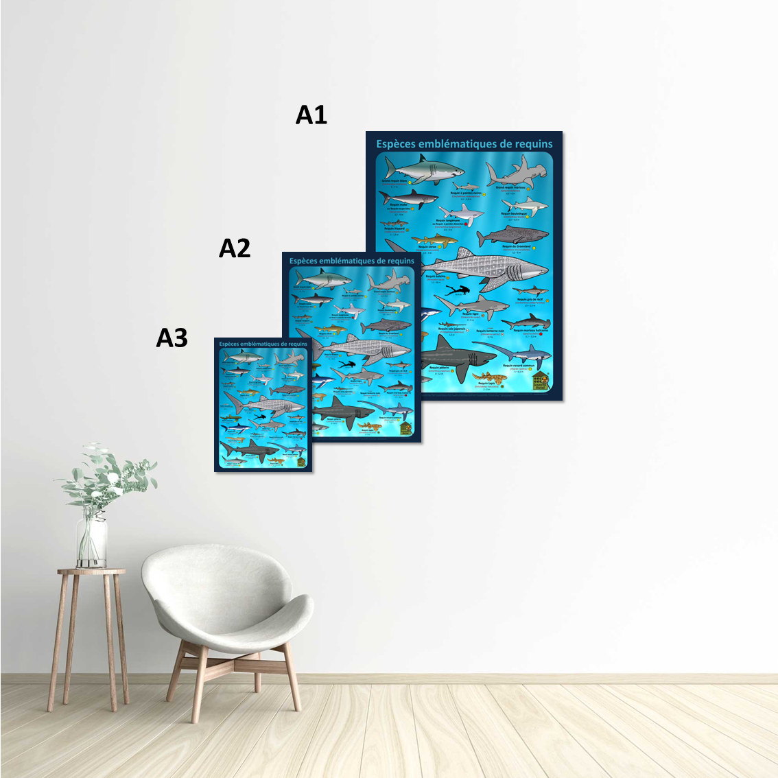 Image back Poster - Espèces emblématiques de requins