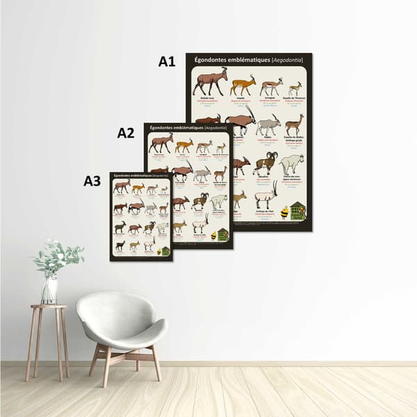Image back Poster - Egondontes emblématiques