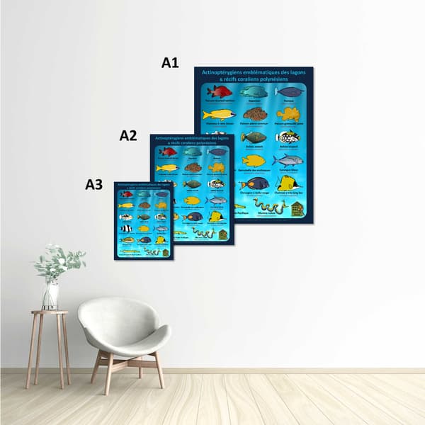 Image back Poster - Actinoptérygiens - POLYNESIE - lagons & récifs coraliens