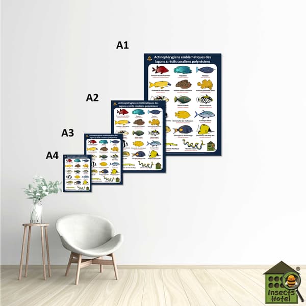 Image back Poster - Actinoptérygiens - POLYNESIE - lagons & récifs coraliens