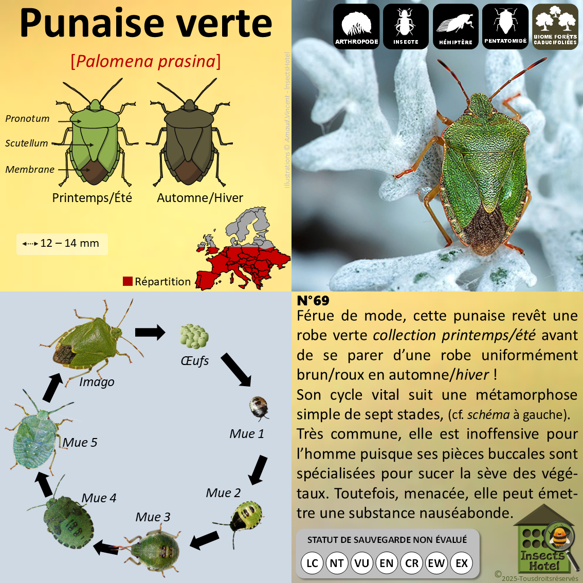 product_image_381518