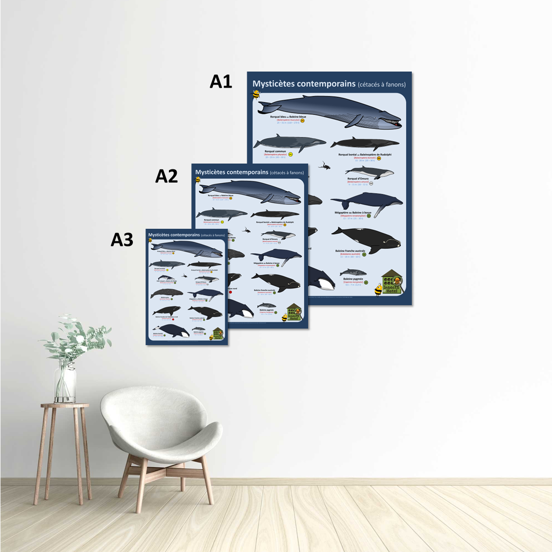 Image back Poster - Delphinidés emblématiques (famille des dauphins)