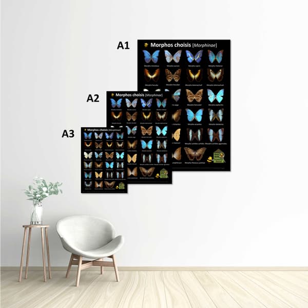Image back Poster - Morphos choisis