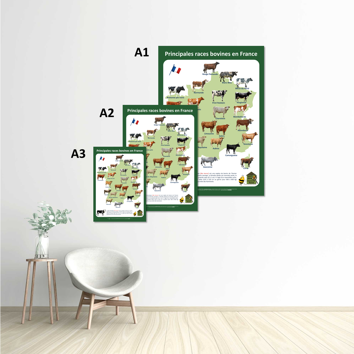 Image back Poster - Races bovines en France