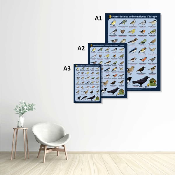 Image back Poster - Passériformes emblématiques d'Europe (Passereaux)