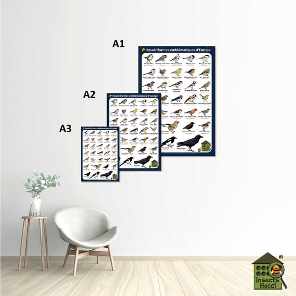Image back Poster - Passériformes emblématiques d'Europe (Passereaux)