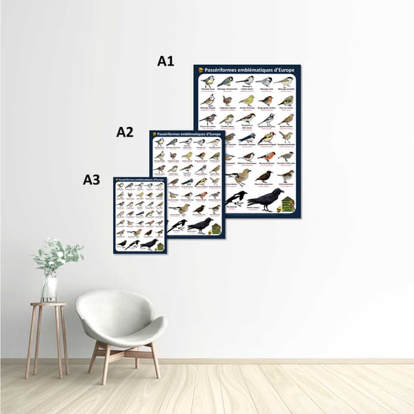 Image back Poster - Passériformes emblématiques d'Europe (Passereaux)