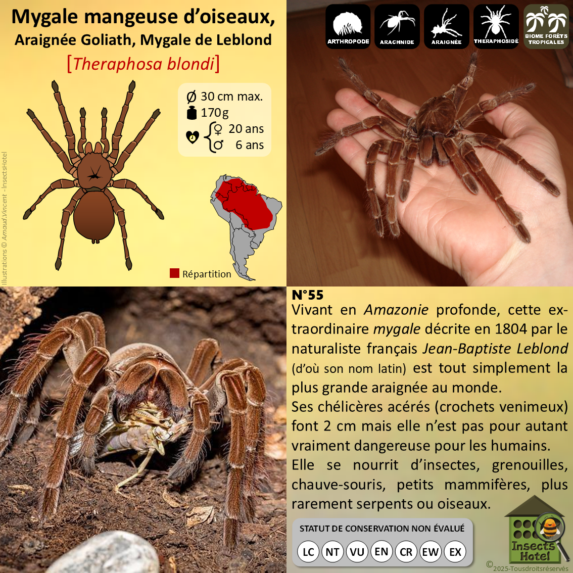 product_image_337971