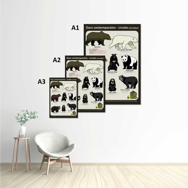Image back Poster - Ours contemporains (ursidés)