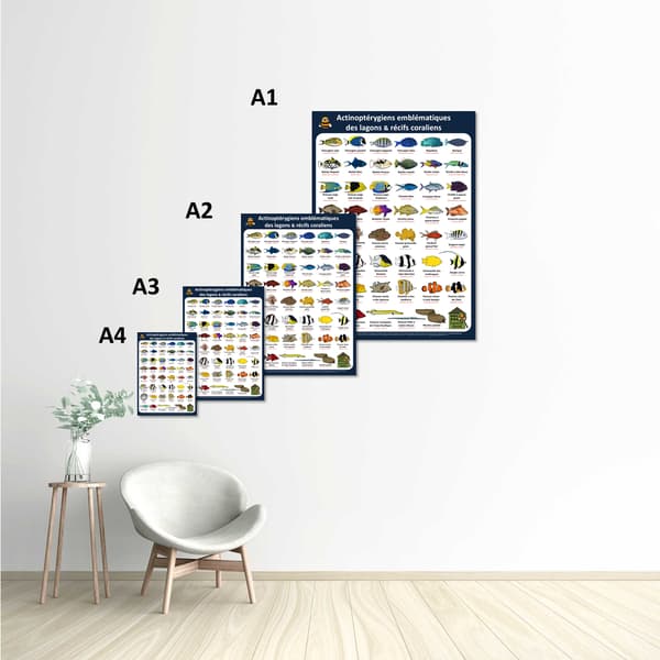 Image back Poster - Actinoptérygiens - lagons & récifs coraliens