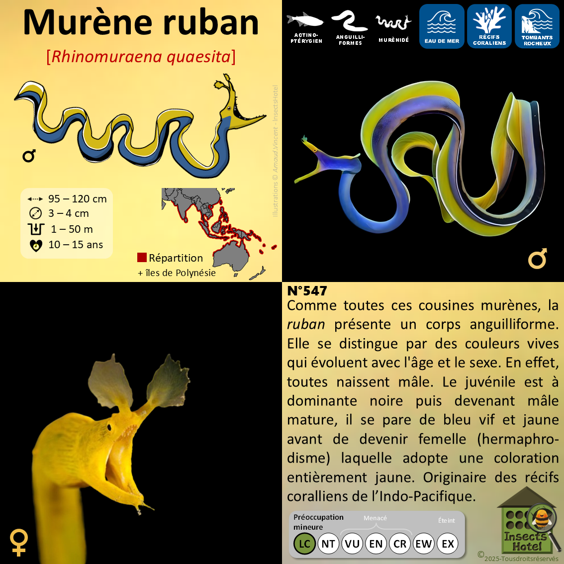 product_image_529508