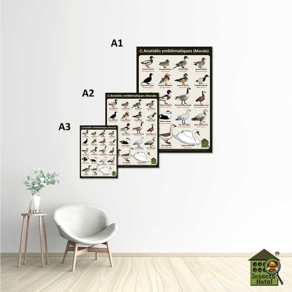 Image back Poster - Anatidés emblématiques (Monde)