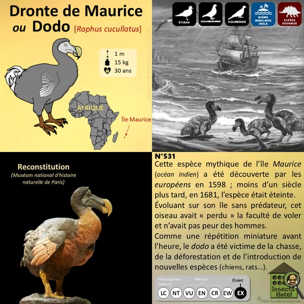 Image back Poster - Echelle de la liste rouge des espèces menacées (IUCN)
