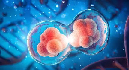 Image Standardized Proteomics vs. Autologous Bedside Processing