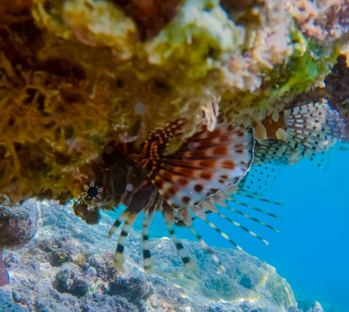 Image Les Secrets des Animaux Marins Venimeux Révélés !"