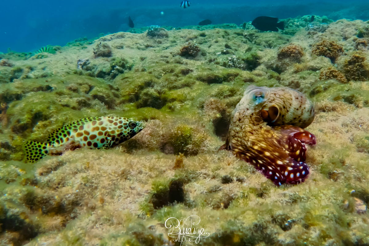 Image Les relations (pas très amoureuse) sous l’océan
